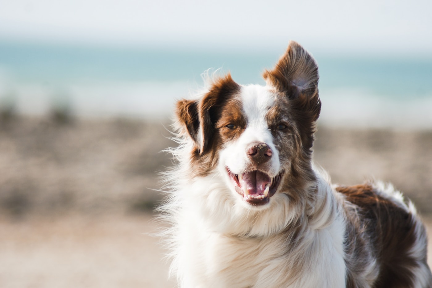 Happy dog outdoors — PoisonGuard helps protect pets and families from household hazards